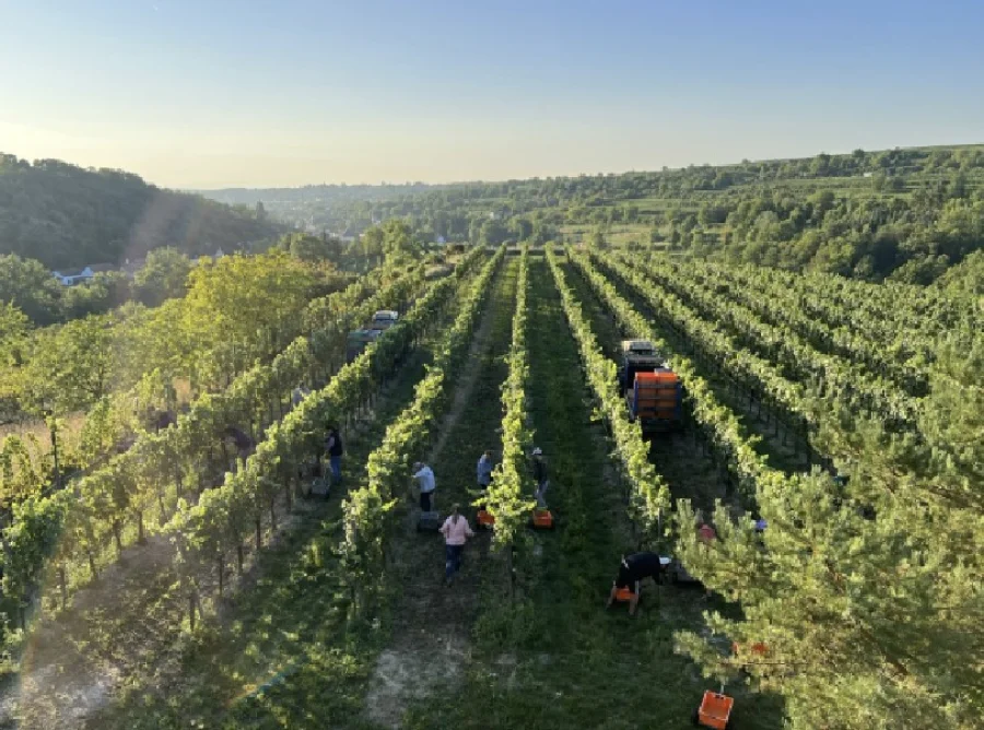 WEINGUT JURTSCHITSCH